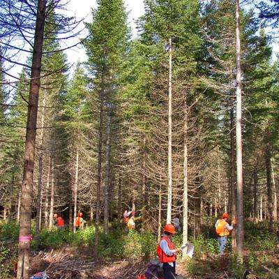 Rakesh Minocha: Biochemical Responses of Northern Forest Trees to Thinning Treatments