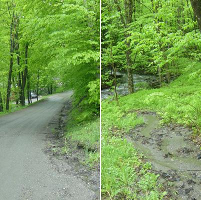 Leslie Morrissey: Assessing Road Impacts on Stream Stability and Health in Forested Watersheds