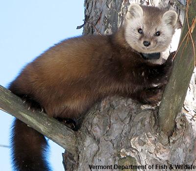 James Murdoch: Distribution of American Marten in Vermont and the Northern Forest Region