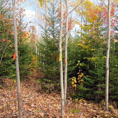 Andrew Nelson: Role of Silvicultural Intensity and Tree Species Composition on Biomass Yield of Early Successional Forests in Maine