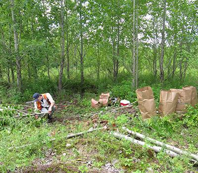 Andrew Nelson: Silvicultural and Tree Species Effects on Leaf Light Capture and Carbon Production 