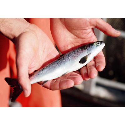 Keith Nislow: Impacts of Acidity and Aluminum on Restoration of Atlantic Salmon in Northern Forest Watersheds