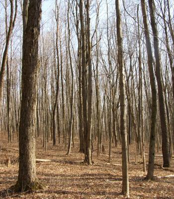 Ralph Nyland: Predicting Effects of Even-aged Forest Management on Timber and Carbon 