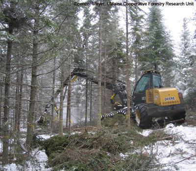 Matthew Olson: Commercial Thinning Increases Regeneration in Spruce-Fir Forests of the Northeast
