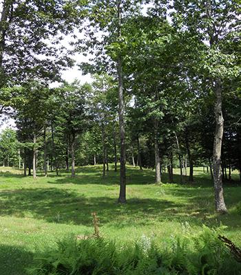 Joseph Orefice: Emerging Use of Silvopastures in the Northeastern U.S. for Forage and Livestock Production