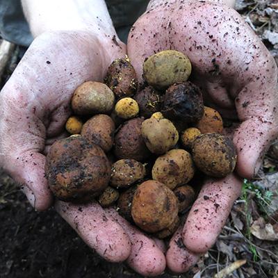 Andrew Ouimette: Importance of Mycorrhizal Fungi in the Northern Forest