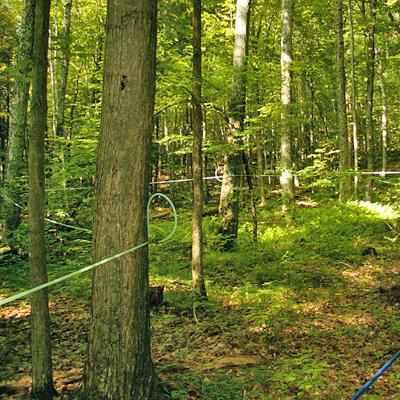 Bruce Parker: More Tree Species Diversity  in Sugarbushes Reduces  Maple Pest Levels