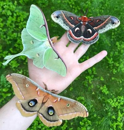 Dylan Parry: A person's hand with three large silk moths