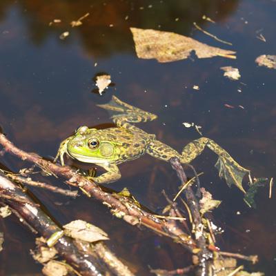 David Patrick: Effects of Climate Change on the Mink Frog of the Northern Forest