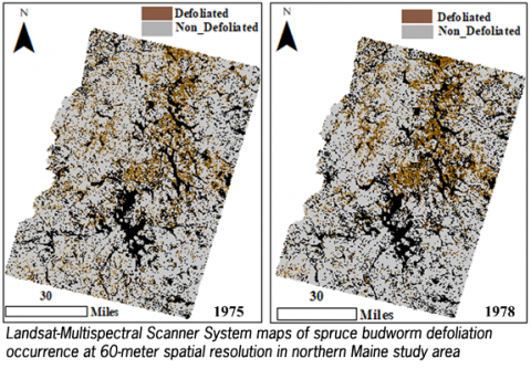 Two maps showing spruce budworm defoliation in northern Maine in 1975 and 1978