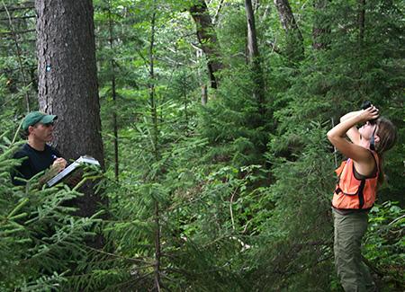 Shelly Rayback: Surprising Growth Resurgence of Red Spruce in the Northern Forest