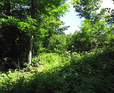 Ben Rice: Effects of Partial Harvesting in Maine’s Working Forests