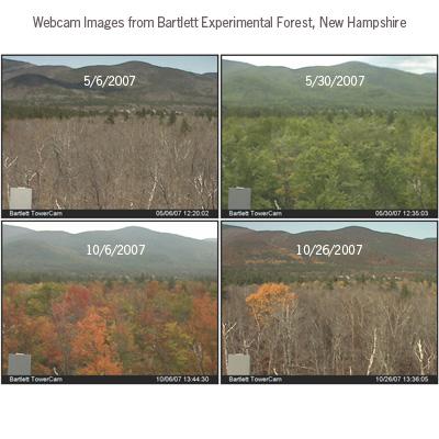 Andrew Richardson: Monitoring Seasonal Leaf Color Change Using Digital Webcams across the Northern Forest