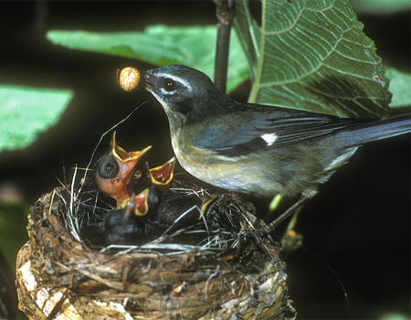 Nicholas Rodenhouse: Mercury in Northeast Forest Food Webs of Insects, Spiders, Salamanders and Birds