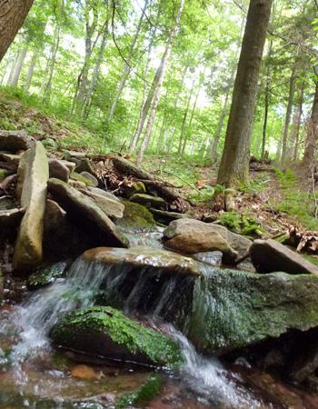 Emma Rosi-Marshall: Influence of Forest Structure on Stream Ecosystems across the Northern Forest