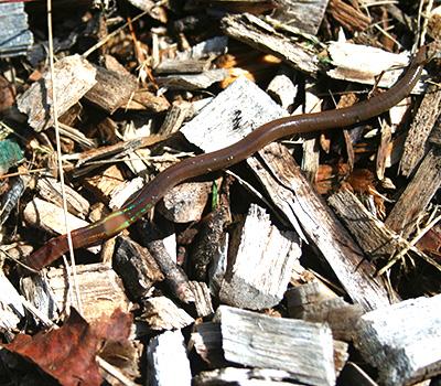 Donald Ross: Earthworms and Land Use History Effect Soil Carbon Storage in the Northern Forest