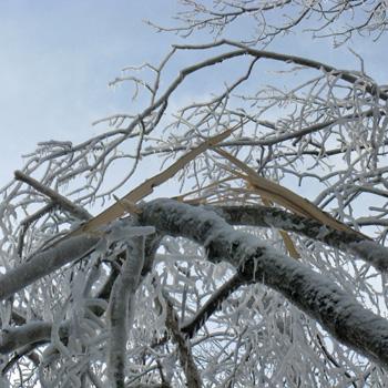 Lindsey Rustad: Experimental Ice Glazing in a Northern Hardwood Forest to Understand Ecological Impacts of Ice Storms