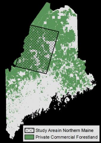 Steven Sader: Effects of Partial Harvesting on Forests Owned by Stable and Changing Landowners in Maine