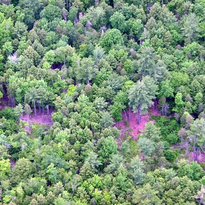 Michael Saunders: Timber Productivity of Natural Disturbance-Based Forest Management