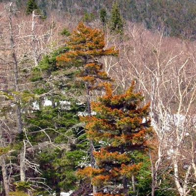 Paul Schaberg: Weather-Related Causes of Red Spruce Winter Injury and Impacts on Carbon Storage 