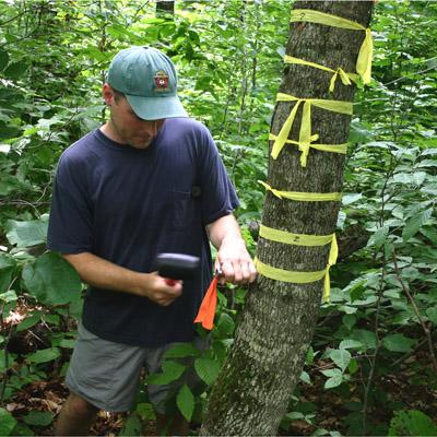 Paul Schaberg: Adding Calcium to Forest Soils Improves Growth, Health, and Wound Healing of Sugar Maple