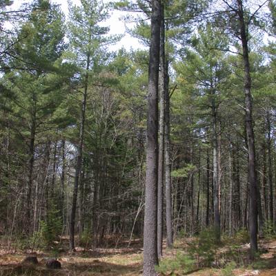 Robert Seymour: Low-Density Crop-Tree vs. Conventional Management of Eastern White Pine