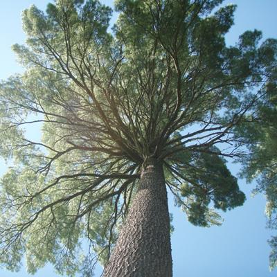 Robert Seymour: Growth, Lumber Yields, and Financial Maturity of Isolated Eastern White Pine Crop Trees