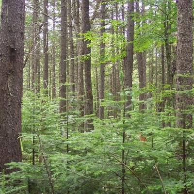 Robert Seymour: Unmanaged Forest Reserves as Benchmarks to Refine Disturbance-based Ecological Forest Management