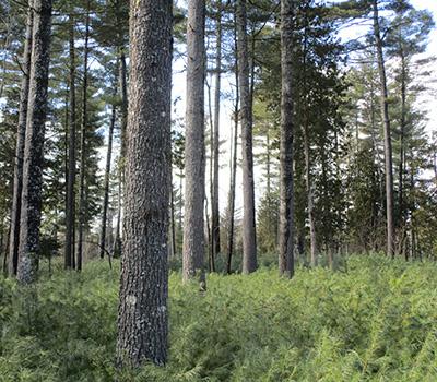 Robert Seymour: Influence of Age on Productivity and Carbon Sequestration of Eastern White Pine