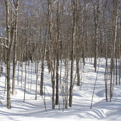 Anne Socci:Climate Change-Induced Soil Frost May Reduce Tree Nutrient Uptake