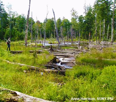 John Stella: Beaver Impacts on Adirondack Forest and Bird Communities