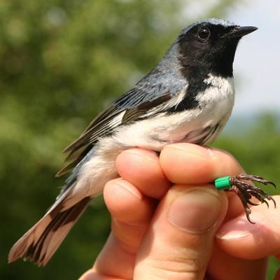 Allan Strong: Long-Term Loss of Forest Calcium Expected to Impact Insect and Bird Populations