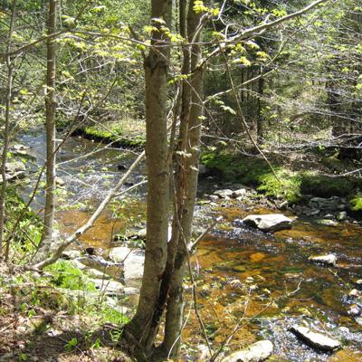 Pamela Templer: Nitrogen Deposition and Saturation in Wilderness Areas of the Northeastern United States