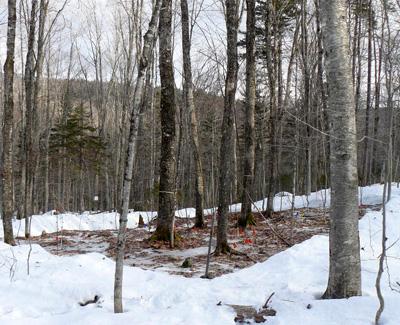 Pamela Templer: Effects of Winter Climate Change on Growing Season Sap Flow and Carbon Exchange in the Northern Hardwood Forest