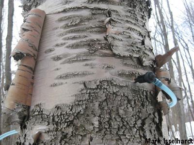 Abby van den Berg: Birch Syrup Production May Increase Economic Sustainability of Maple Syrup Production in Northern Forest