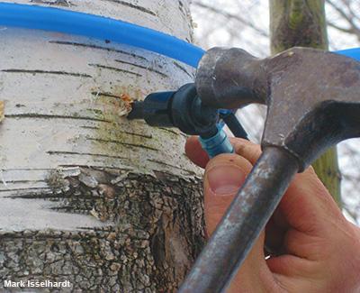 Abby van den Berg: Sustainable Tapping Guidelines for Birch Syrup Production in the Northern Forest 