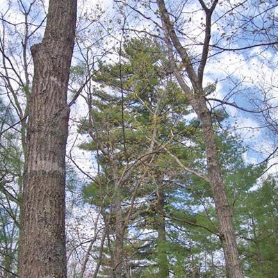 Justin Waskiewicz: Influence of Neighboring Trees on Growth and Yield in Red Oak – White Pine Stands