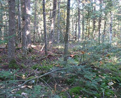 Aaron Weiskittel: How Forest Management Treatments Affect Carbon Storage in a Northern Conifer Forest