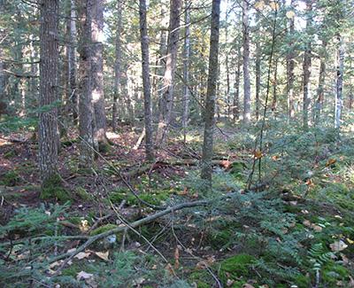 Jeremy Wilson: Improving Predictions of Forest Response to Thinning Treatments