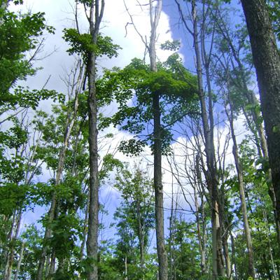 Ruth Yanai: A Decision-Support System for Management of Sugar Maple Defoliated by Forest Tent Caterpillar