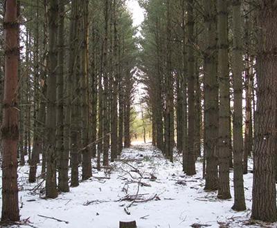 Ronald Zalesny: Identification of Eastern White Pine Seed Sources Better Adapted to Climate Change 