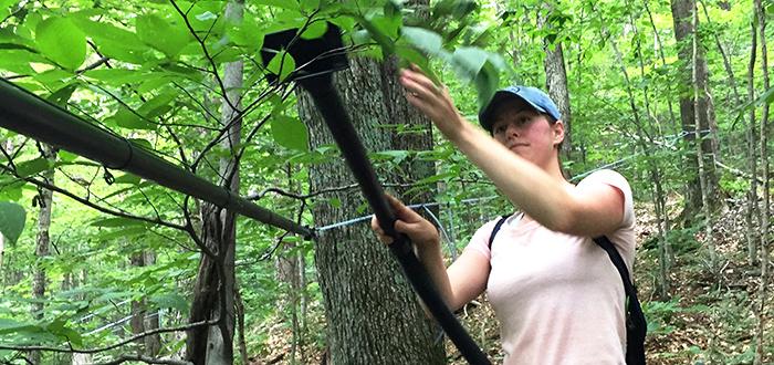 Researcher in hardwood forest uses a portable vacuum on leaves.