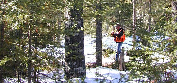 A forester in an orange vest takes notes in a snowy conifer forest.