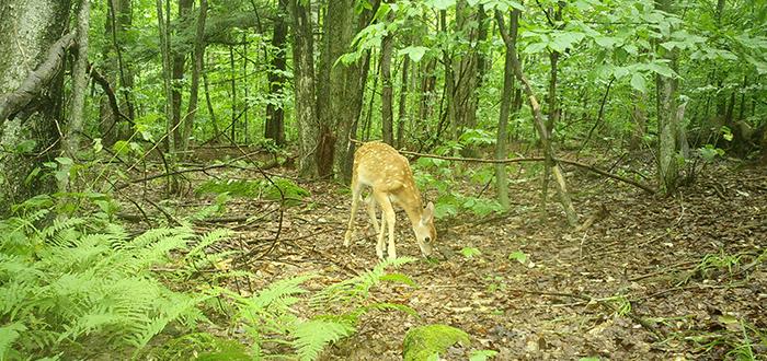 Fawn grazing in green forest opening.