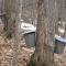 Brian Chabot: Growth Potential of the Maple Syrup Industry in the Northern Forest