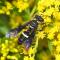 Donald Chandler & Morgan Dube: Predatory Wasp Used for Detecting Emerald Ash Borer