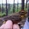 Hand holding a palm warbler in the forest