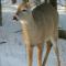 Daniel Harrison: Effectiveness of Zoning to Protect Deer Wintering Areas