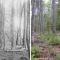 Comparison of forest stand 65 years ago with forest stand today