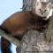 James Murdoch: Distribution of American Marten in Vermont and the Northern Forest Region